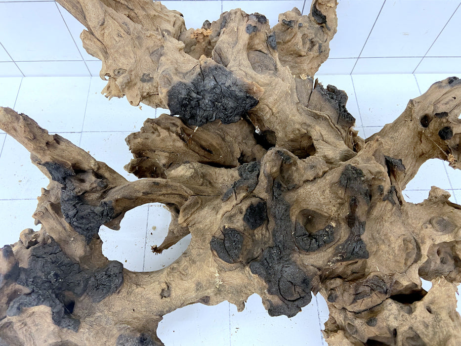 60920S Samoa Wurzel Holz XL