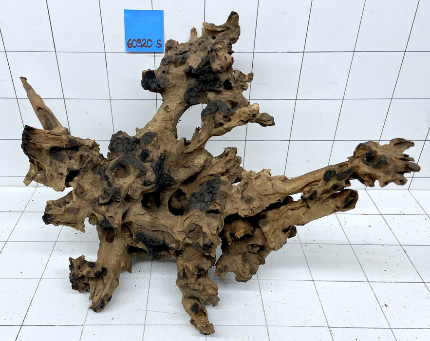 60920S Samoa Wurzel Holz XL