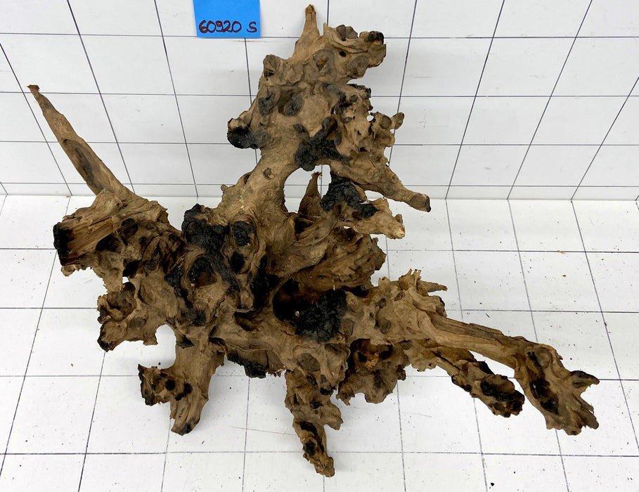 60920S Samoa Wurzel Holz XL