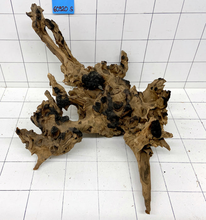 60920S Samoa Wurzel Holz XL