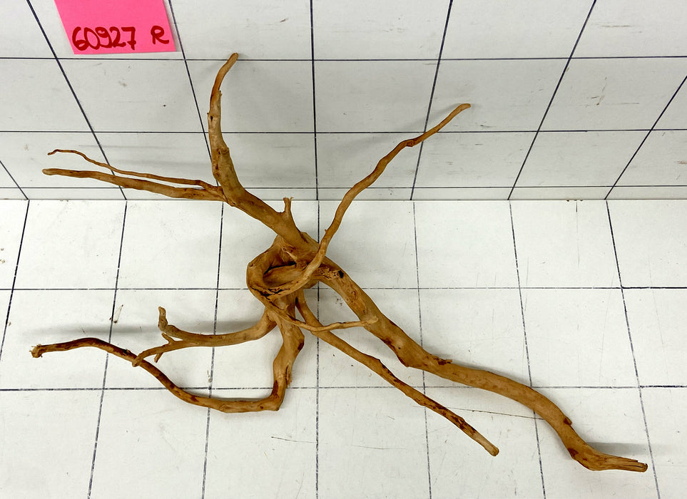 60927R Fingerwood / Rote Moorwurzel Holz