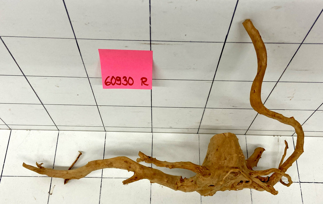 60930R Fingerwood / Rote Moorwurzel Holz