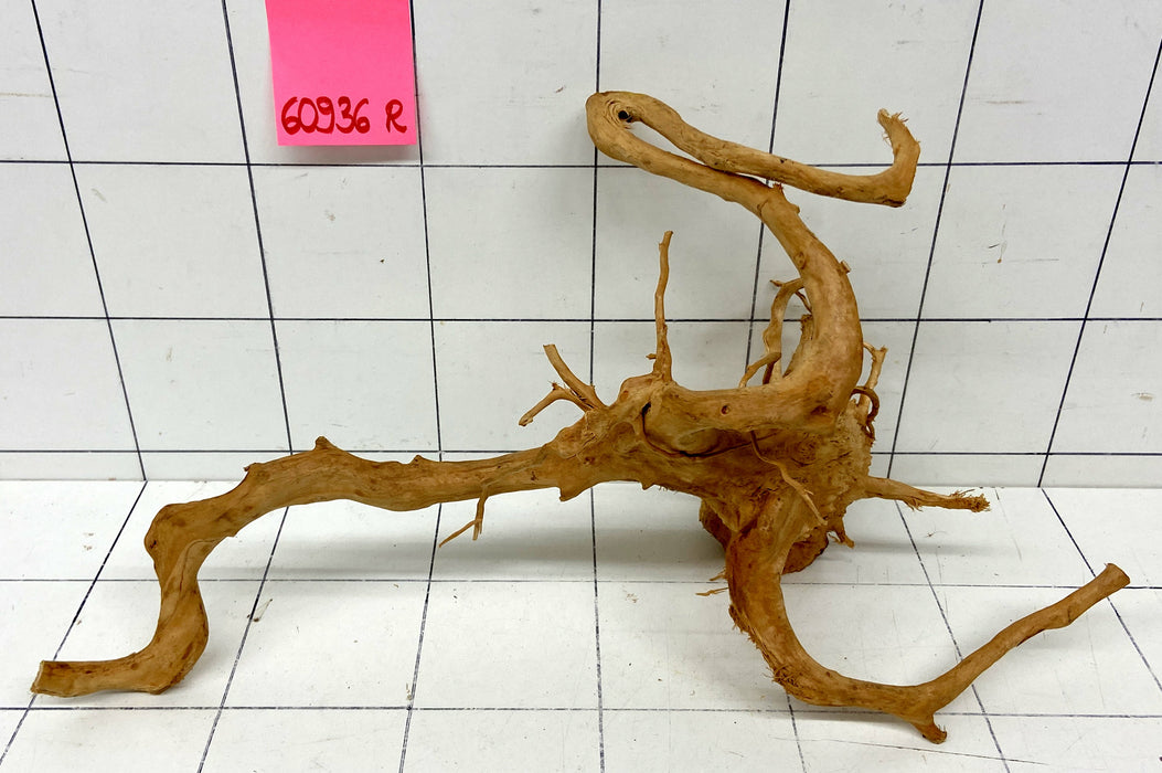 60936R Fingerwood / Rote Moorwurzel Holz