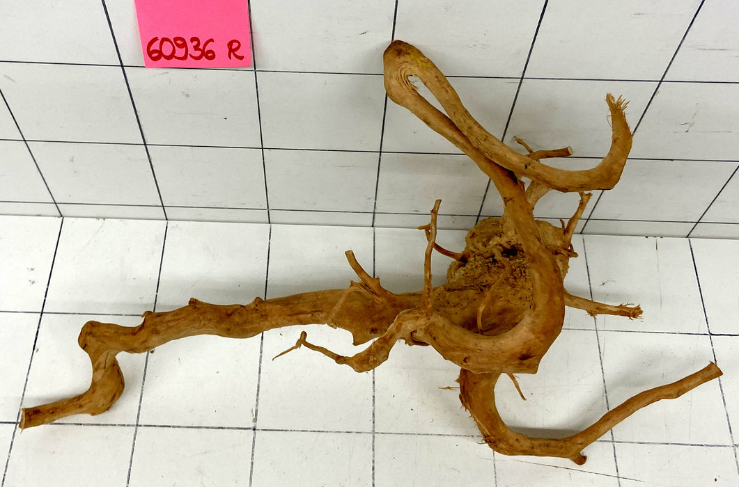 60936R Fingerwood / Rote Moorwurzel Holz