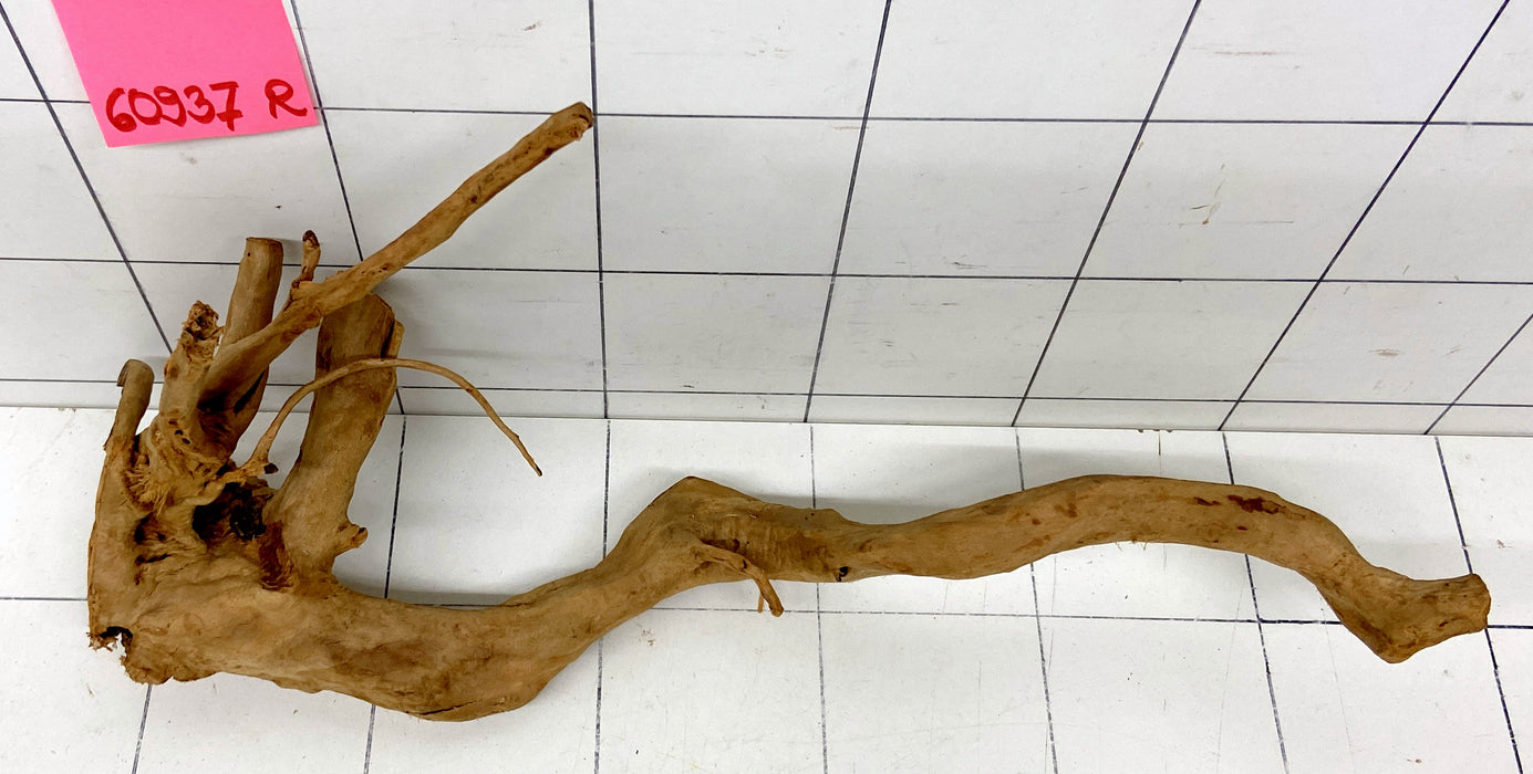 60937R Fingerwood / Rote Moorwurzel Holz