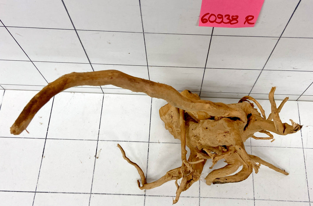 60938R Fingerwood / Rote Moorwurzel Holz