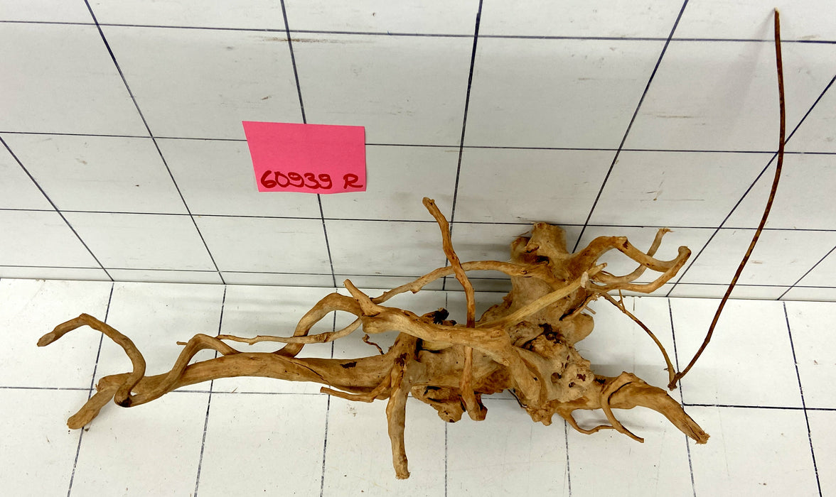 60939R Fingerwood / Rote Moorwurzel Holz