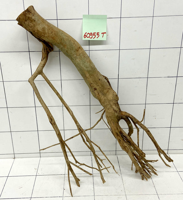 60955T Talawa Wurzel Holz