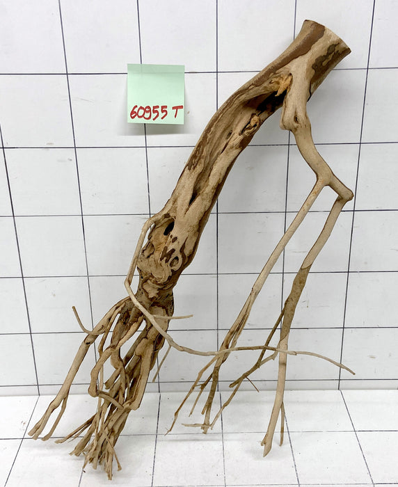 60955T Talawa Wurzel Holz