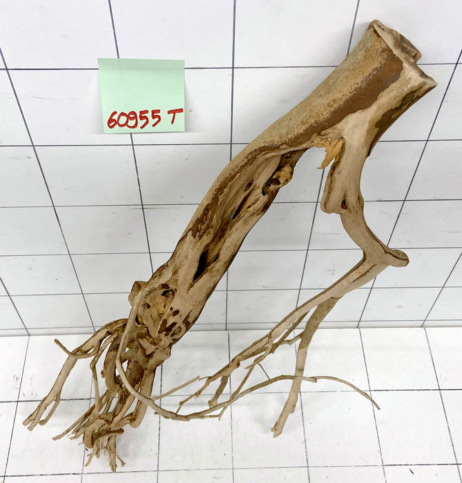 60955T Talawa Wurzel Holz