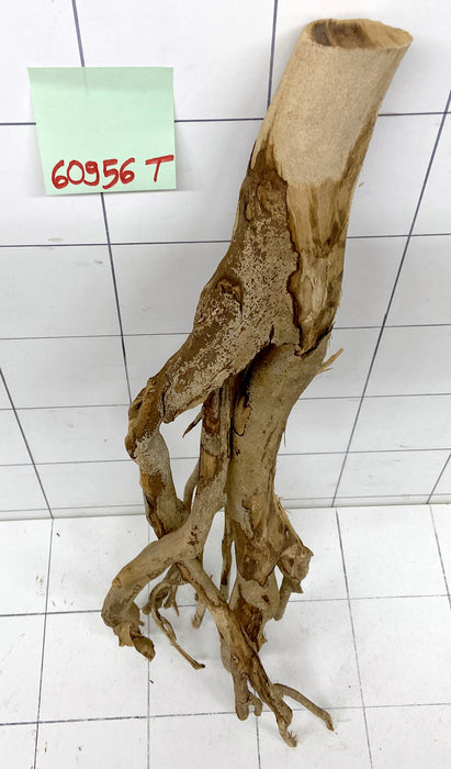 60956T Talawa Wurzel Holz