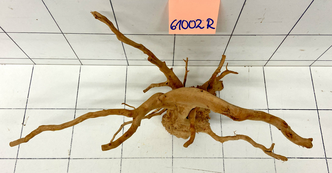 61002R Fingerwood / Rote Moorwurzel Holz