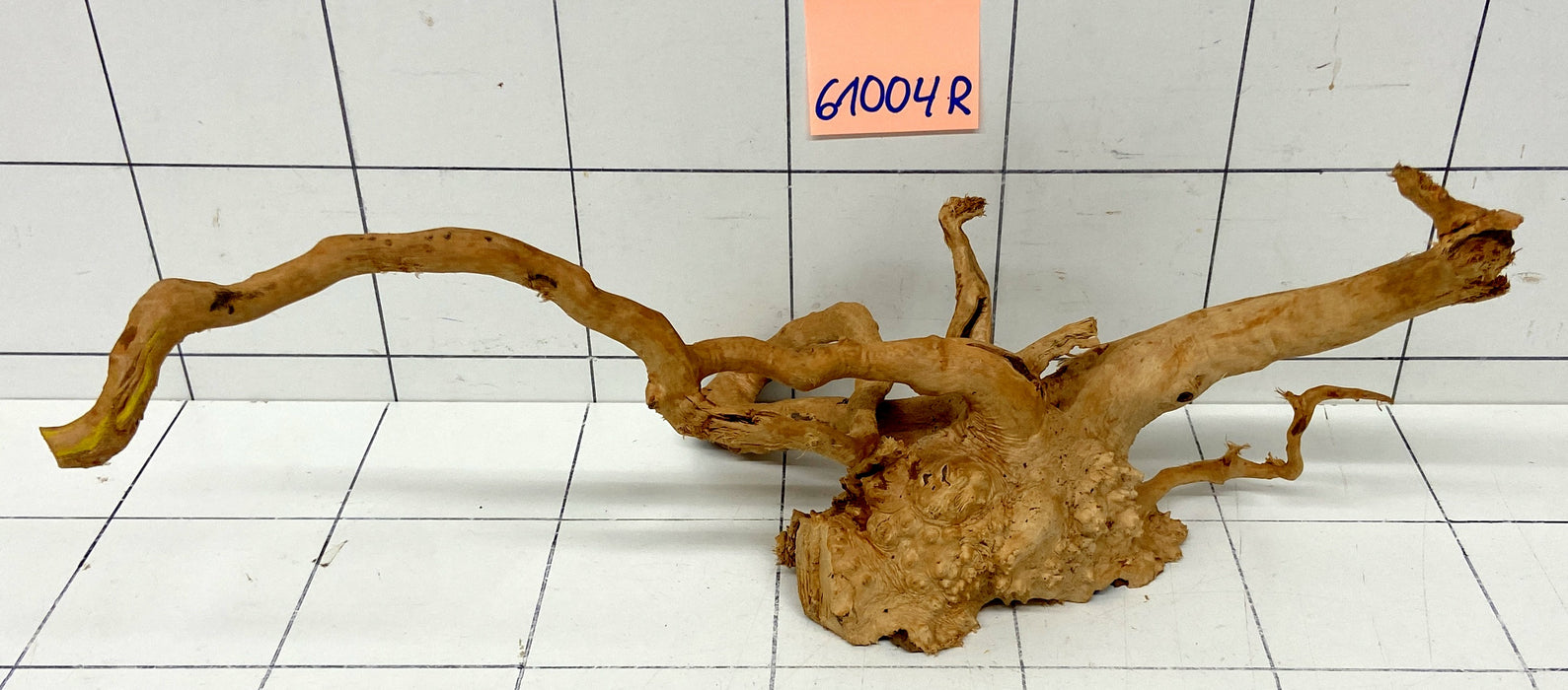 61004R Fingerwood / Rote Moorwurzel Holz