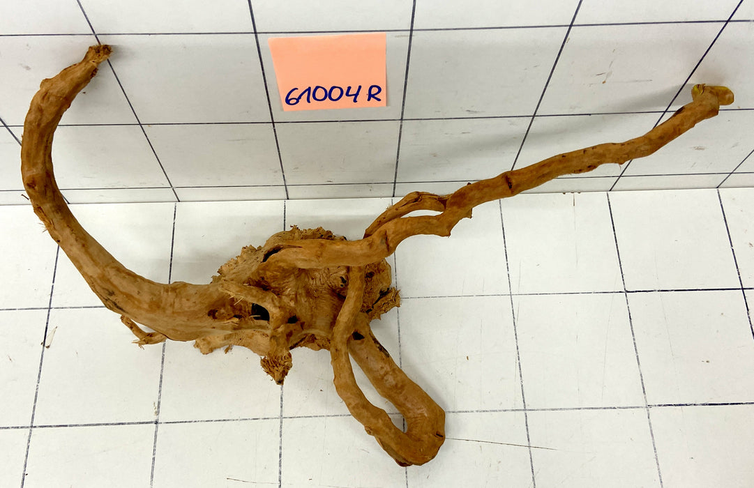 61004R Fingerwood / Rote Moorwurzel Holz