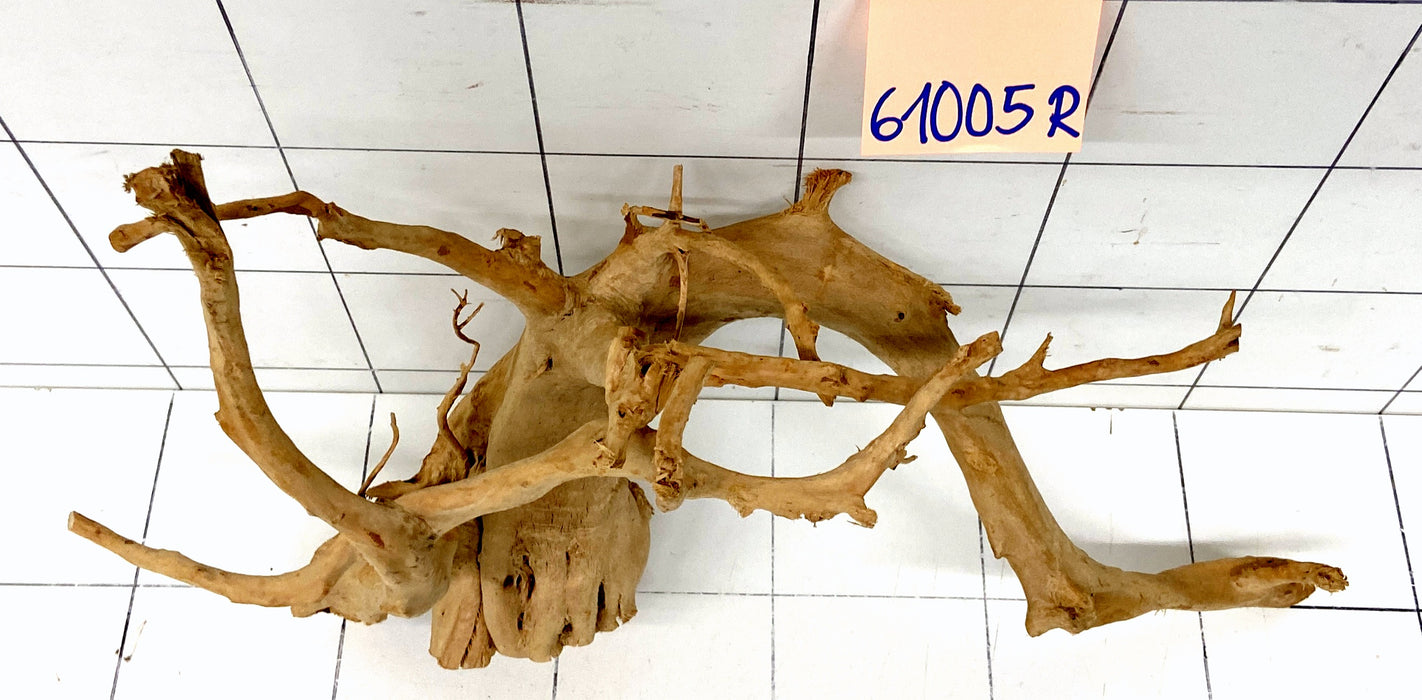 61005R Fingerwood / Rote Moorwurzel Holz