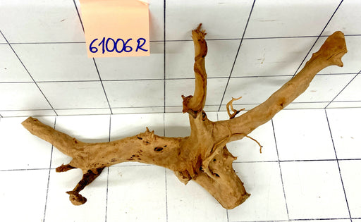 61006R Fingerwood / Rote Moorwurzel Holz