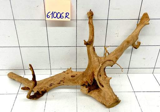 61006R Fingerwood / Rote Moorwurzel Holz