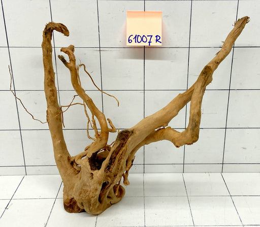 61007R Fingerwood / Rote Moorwurzel Holz