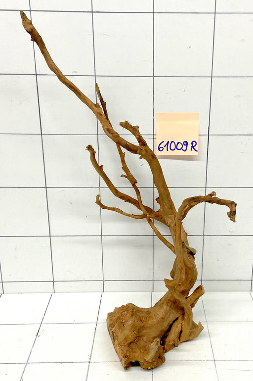 61009R Fingerwood / Rote Moorwurzel Holz