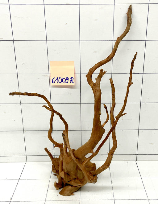 61009R Fingerwood / Rote Moorwurzel Holz