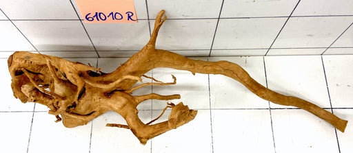 61010R Fingerwood / Rote Moorwurzel Holz