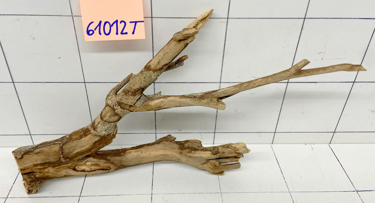 61012T Talawa Wurzel Holz