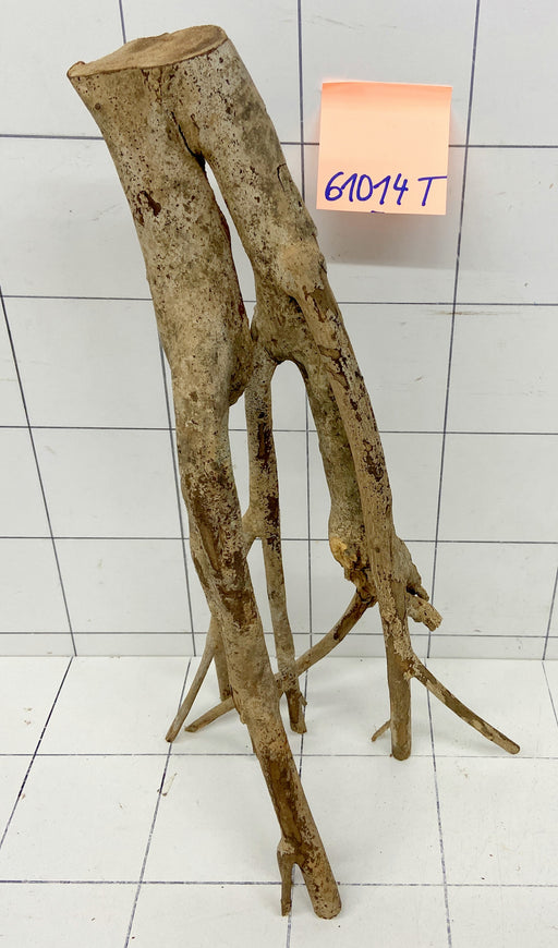 61014T Talawa Wurzel Holz