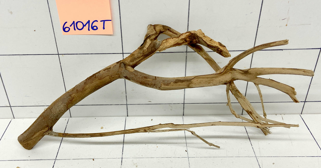 61016T Talawa Wurzel Holz