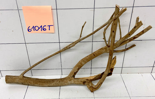 61016T Talawa Wurzel Holz