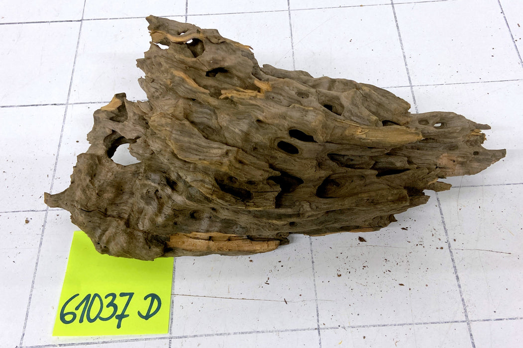 61037D - Drachenholz / Dragonwood