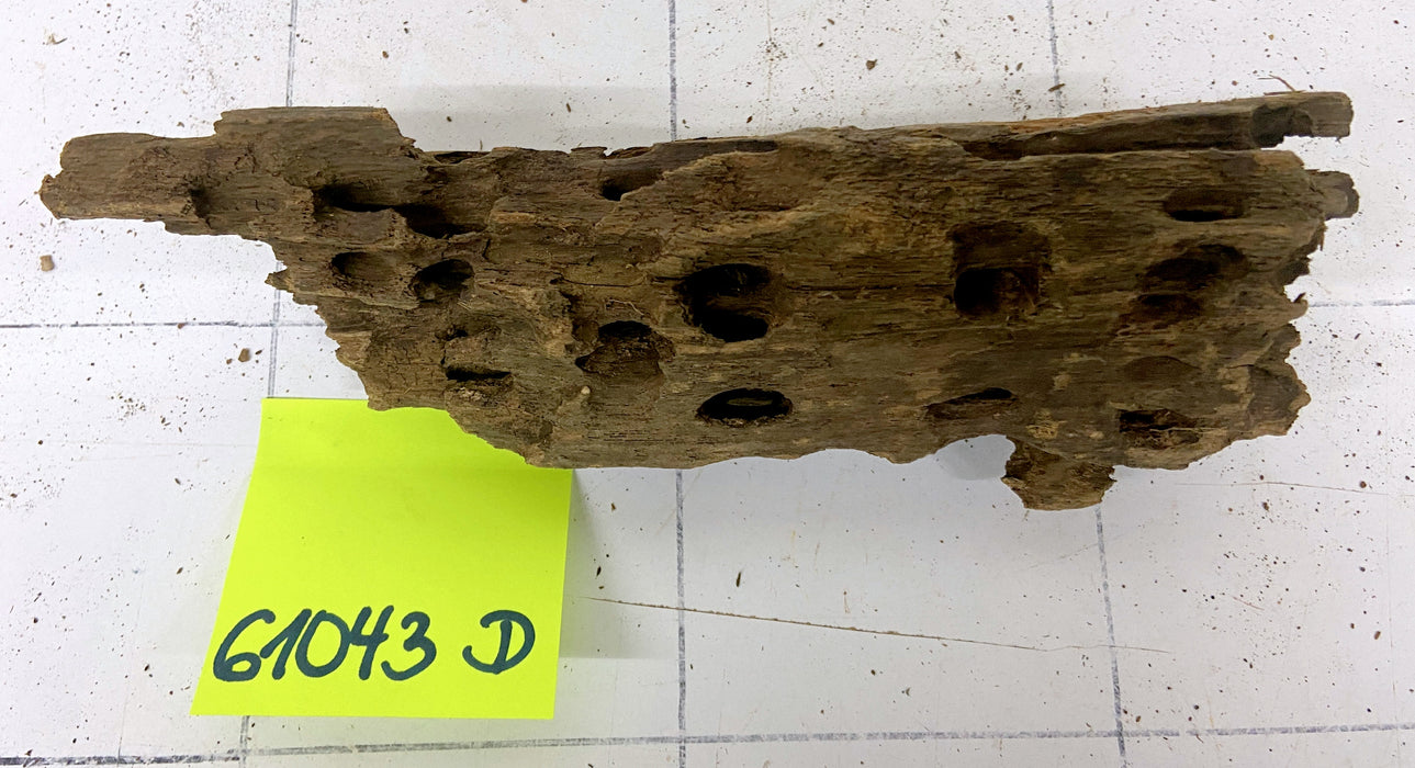 61043D - Drachenholz / Dragonwood