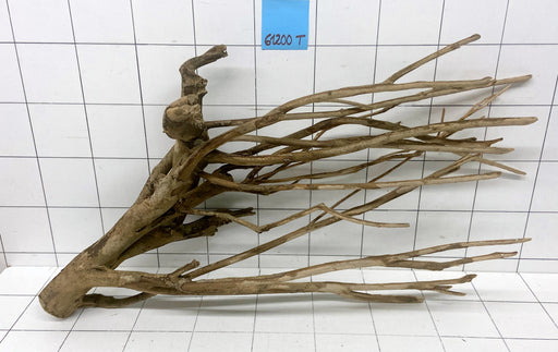 61200T Talawa Wurzel Holz XL