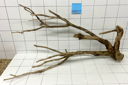 61201T Talawa Wurzel Holz XL