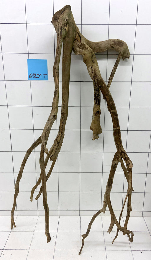 61201T Talawa Wurzel Holz XL