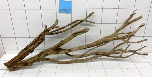 61202T Talawa Wurzel Holz XL