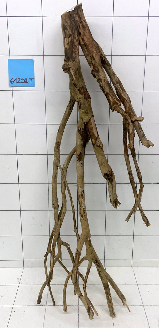 61202T Talawa Wurzel Holz XL