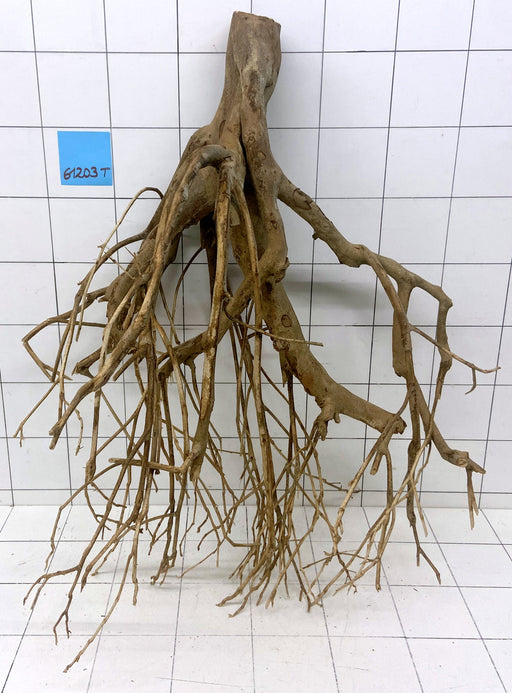 61203T Talawa Wurzel Holz XL