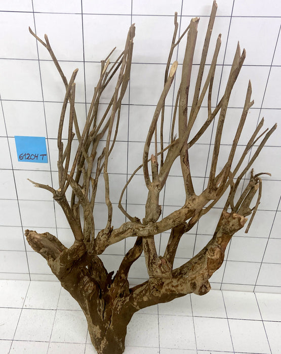 61204T Talawa Wurzel Holz XL