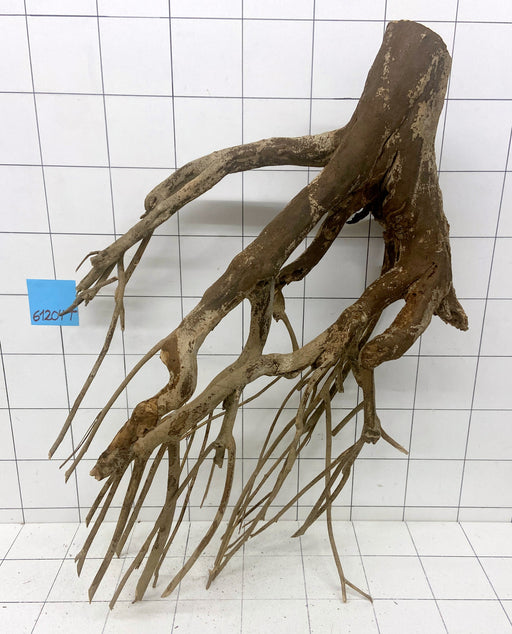 61204T Talawa Wurzel Holz XL