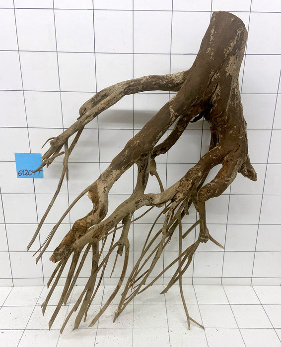 61204T Talawa Wurzel Holz XL