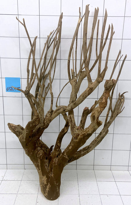 61204T Talawa Wurzel Holz XL