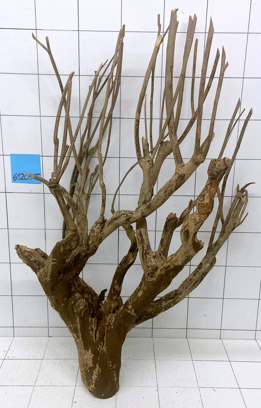 61204T Talawa Wurzel Holz XL