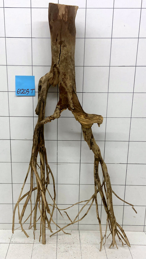 61205T Talawa Wurzel Holz XL