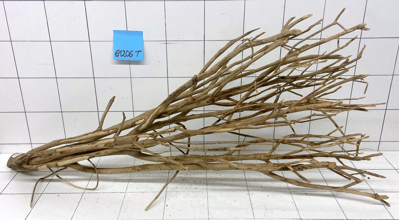 61206T Talawa Wurzel Holz XL