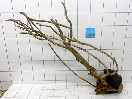 61207T Talawa Wurzel Holz XL