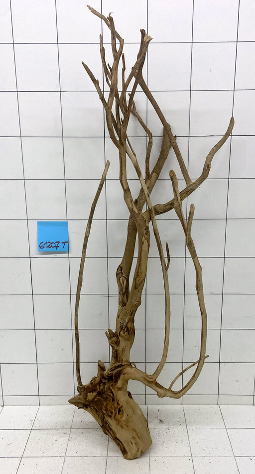 61207T Talawa Wurzel Holz XL