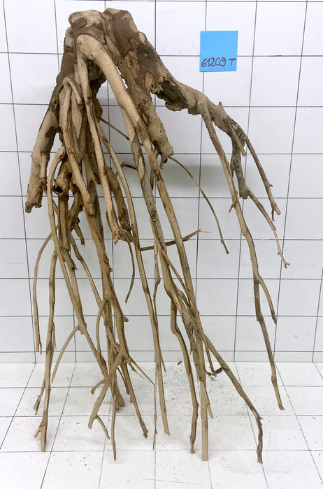 61209T Talawa Wurzel Holz XL