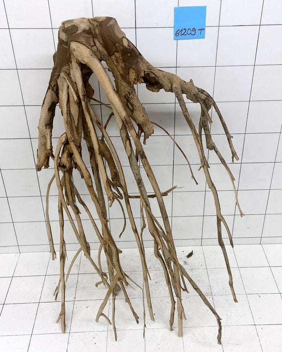 61209T Talawa Wurzel Holz XL