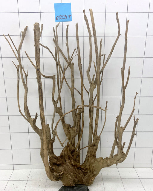 61209T Talawa Wurzel Holz XL