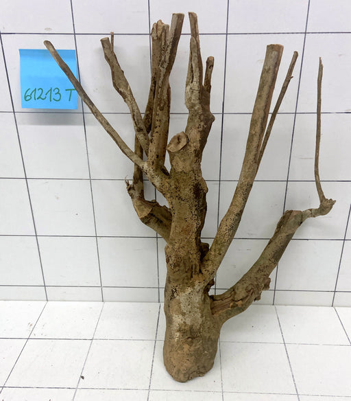 61213T Talawa Wurzel Holz